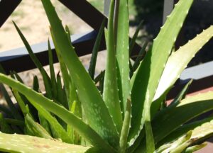 Aloe vera medicinal uses