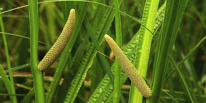 Vacha Acorus Calamus In Ayurveda Medicinal Uses Chemical Vacha Acorus Calamus In Ayurveda Medicinal Uses Chemical